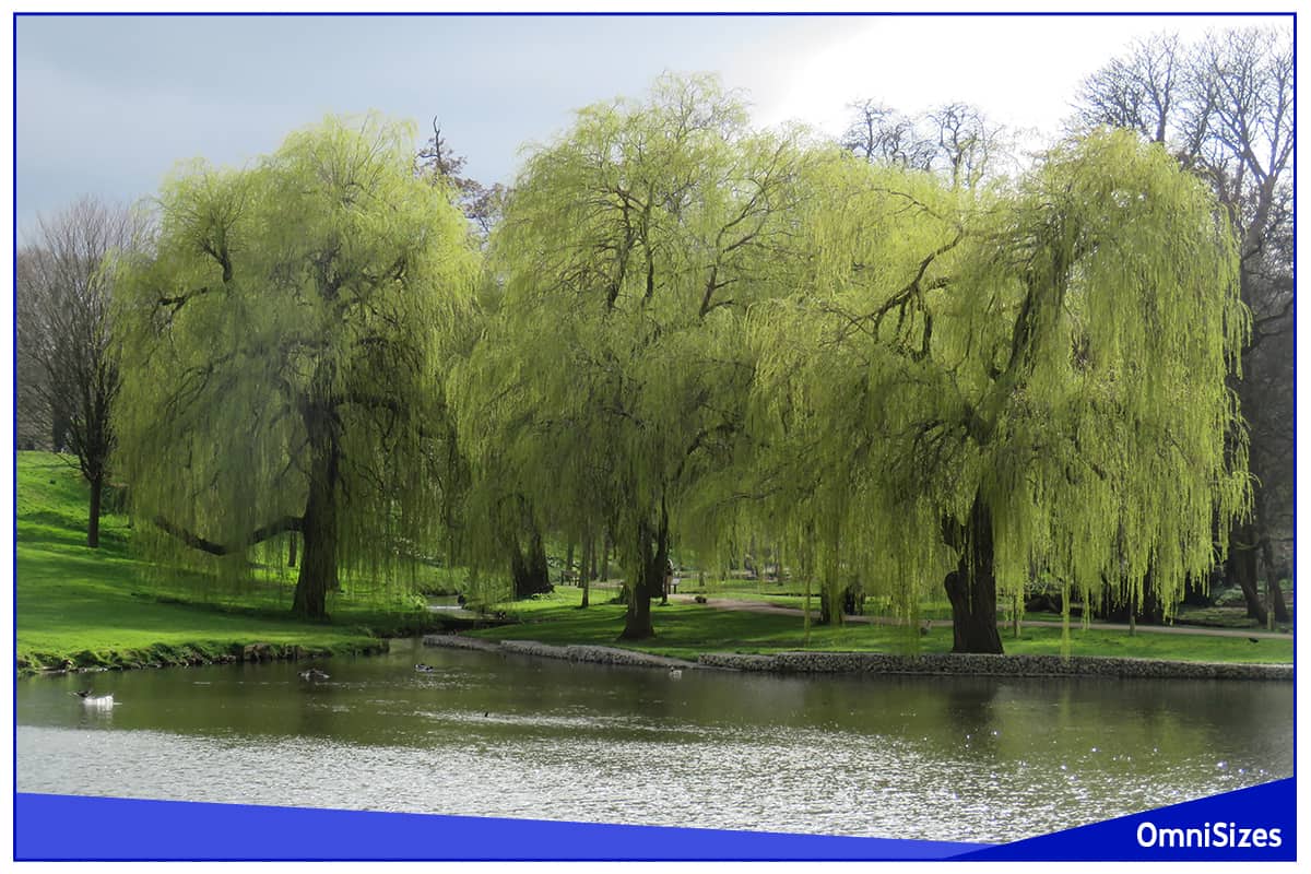 2 3 Weeping Willows