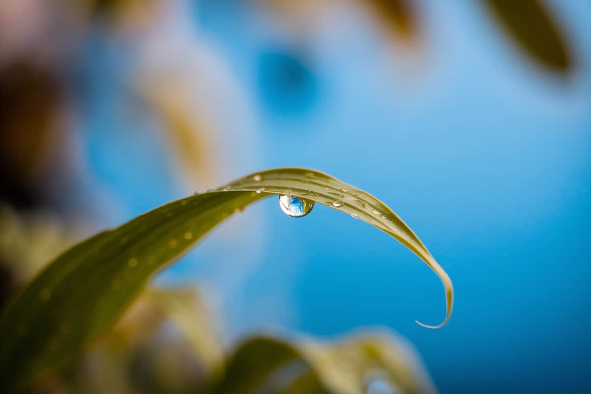 Rain Droplet