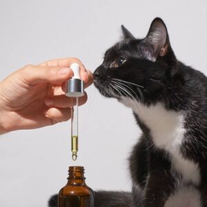 CBD Oil for Cats