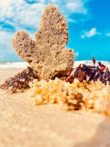 Your Diet Wants The Benefits Of Sea Moss Gel