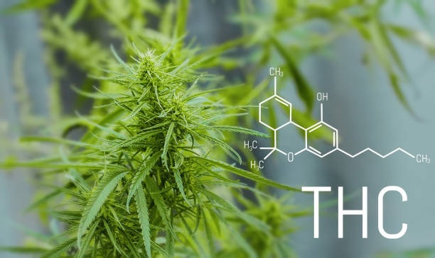 The Science Behind THCA Flower