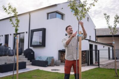 Healthy Trees at Home