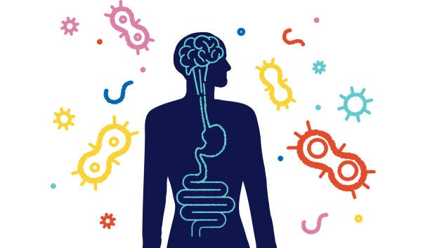 Gut Health and Microbes Influence Digestive Comfort