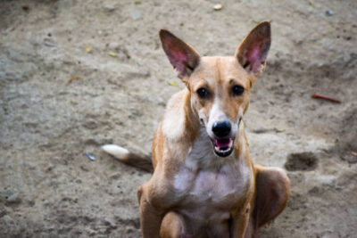 Large Creatures Teach