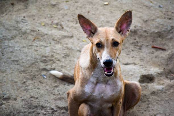 Large Creatures Teach