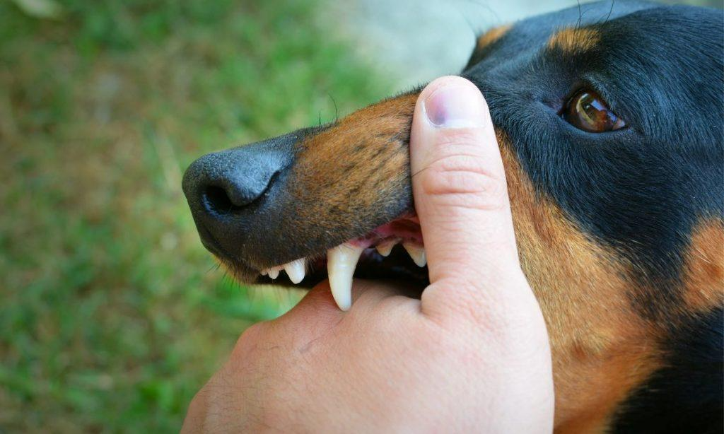 Prove Liability in Dog Bite Claims