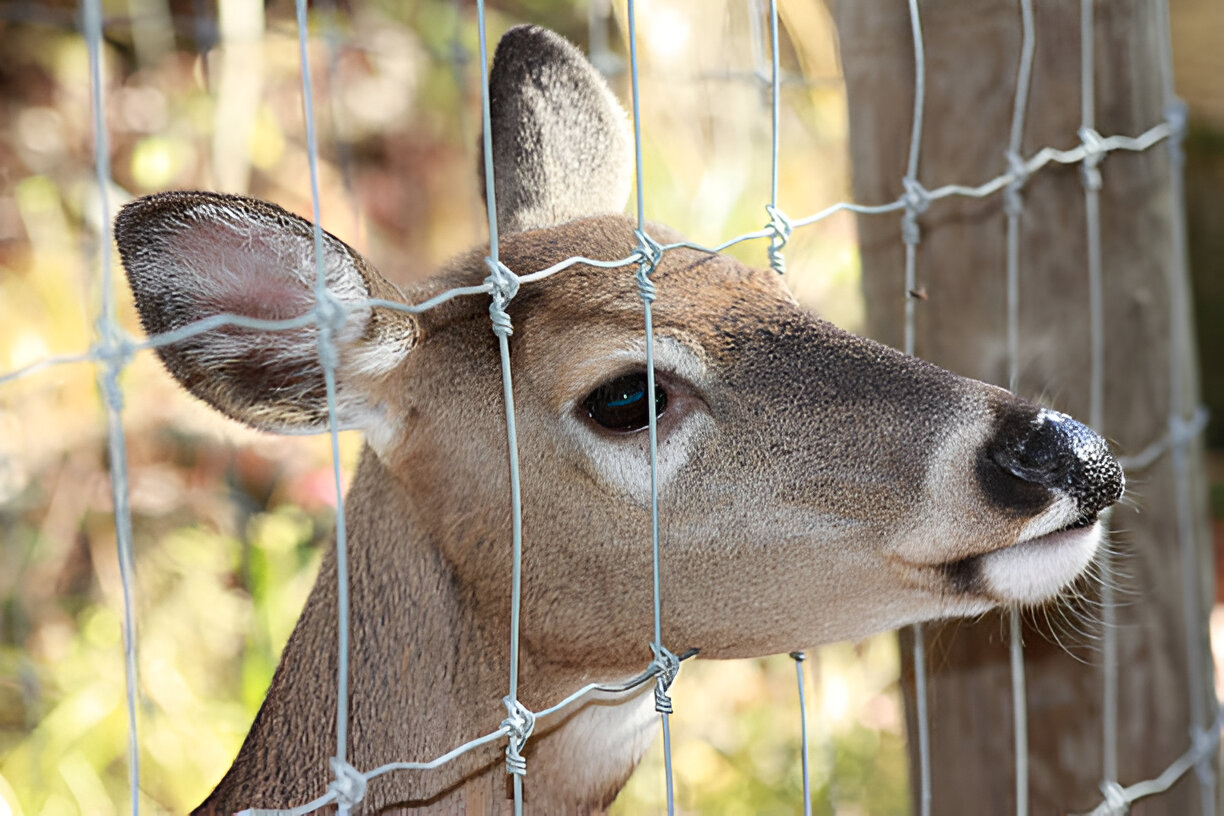 Deer Fence Kits Available